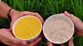 Golden Rice grain compared to white rice (4)-20 by IRRI Images, on Flickr, used here under a Creative Commons attribution, non-commercial, share-alike license.